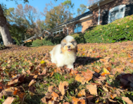 11 week old Poodle Puppy For Sale - Simply Southern Pups