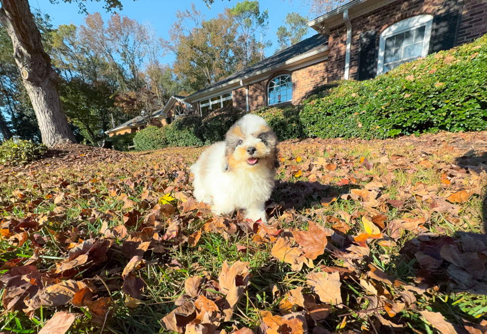 Best Poodle Baby