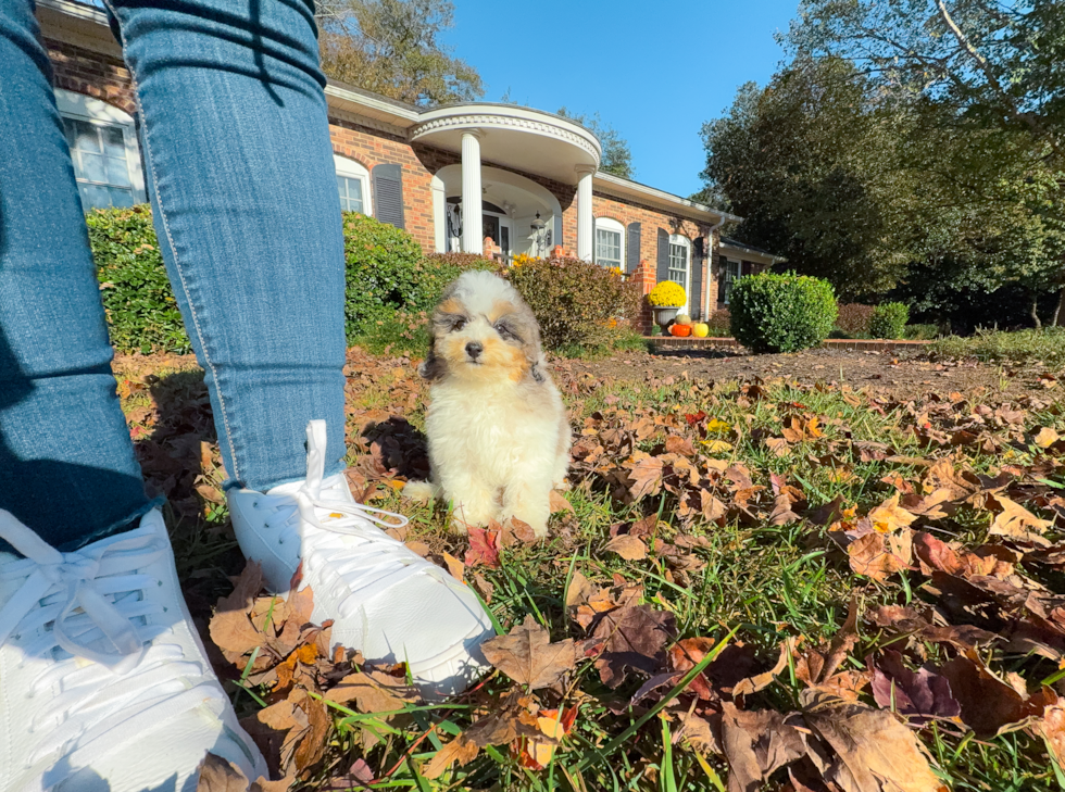 Cute Poodle Purebred Pup