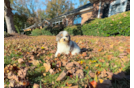 Cute Poodle Purebred Pup