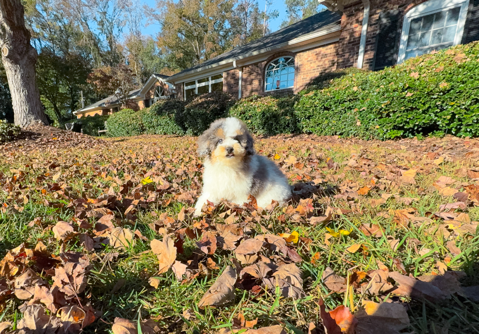 Cute Poodle Purebred Pup