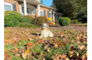 Cute Poodle Purebred Pup