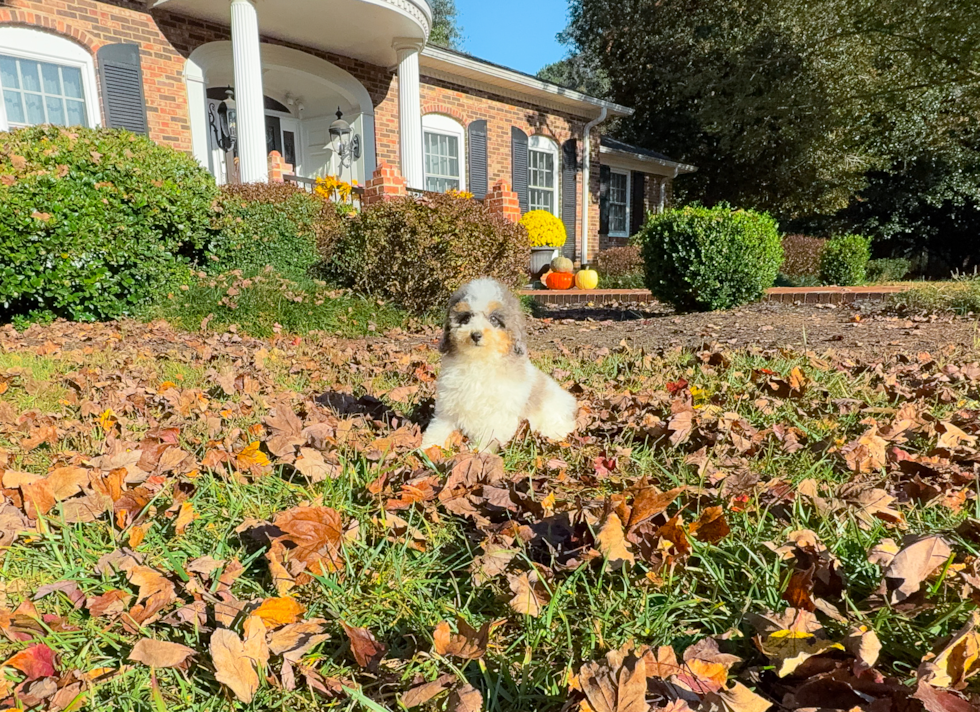 Cute Poodle Purebred Pup