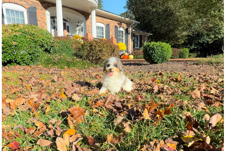 Poodle Pup Being Cute