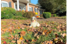 Poodle Pup Being Cute