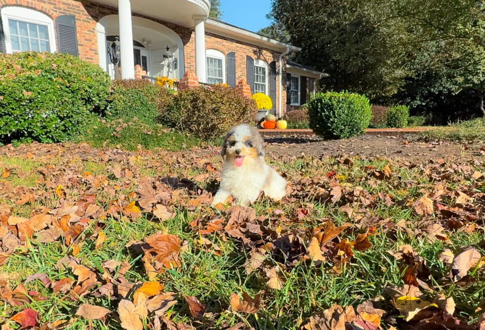 Poodle Pup Being Cute