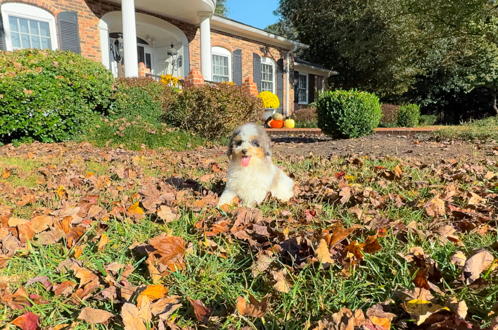 12 week old Poodle Puppy For Sale - Simply Southern Pups