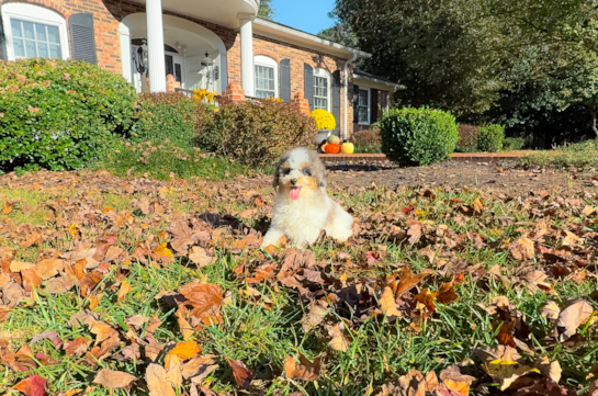 Poodle Pup Being Cute