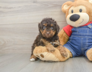 7 week old Poodle Puppy For Sale - Simply Southern Pups