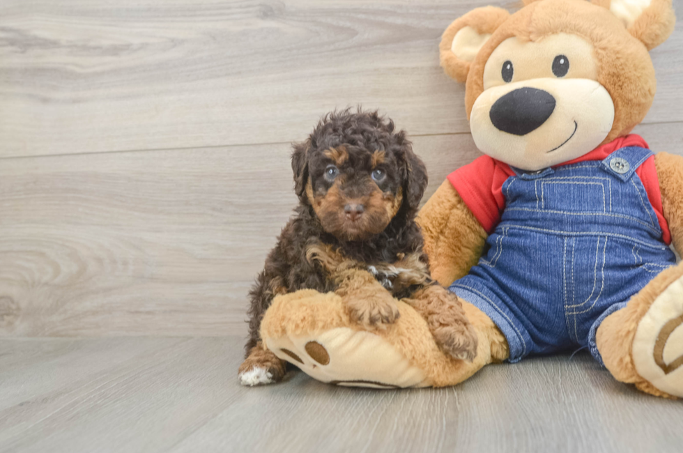 5 week old Poodle Puppy For Sale - Simply Southern Pups