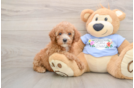 Best Poodle Baby