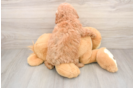 Playful Poodle Purebred Pup