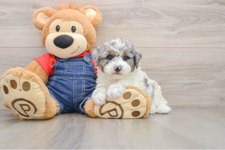 Energetic Pooodle Purebred Puppy