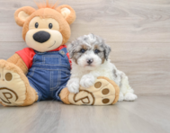 7 week old Poodle Puppy For Sale - Simply Southern Pups