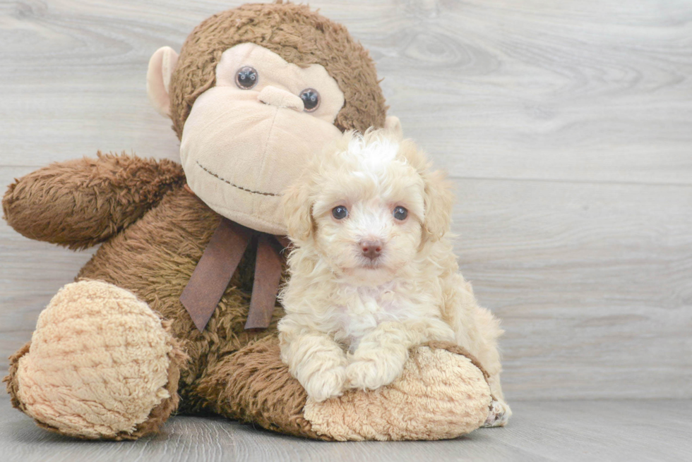 Cute Poodle Baby