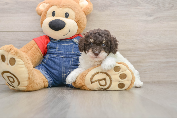 Fluffy Pooodle Purebred Puppy
