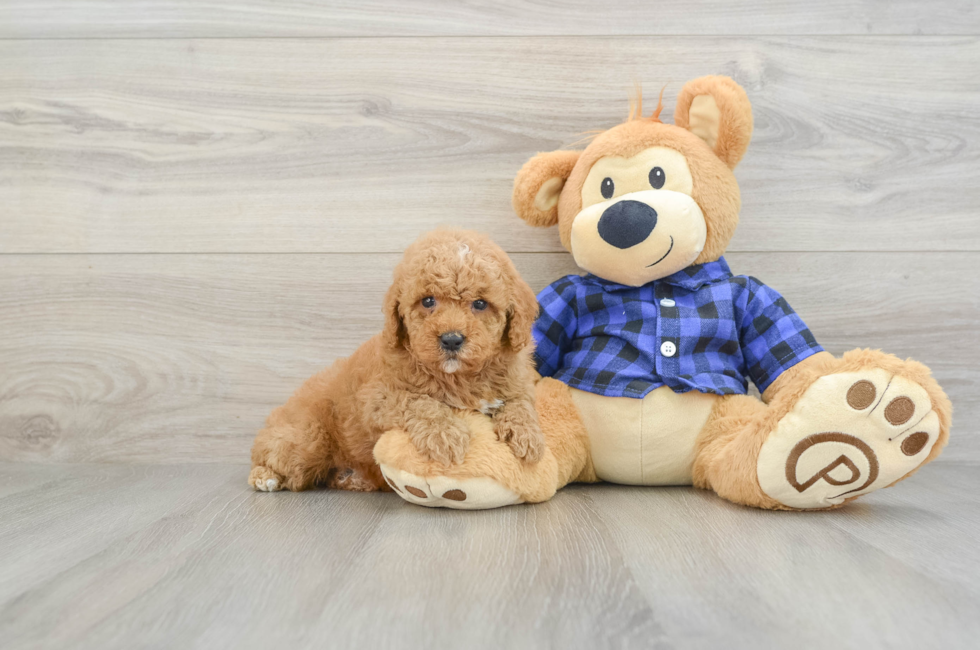 6 week old Poodle Puppy For Sale - Simply Southern Pups