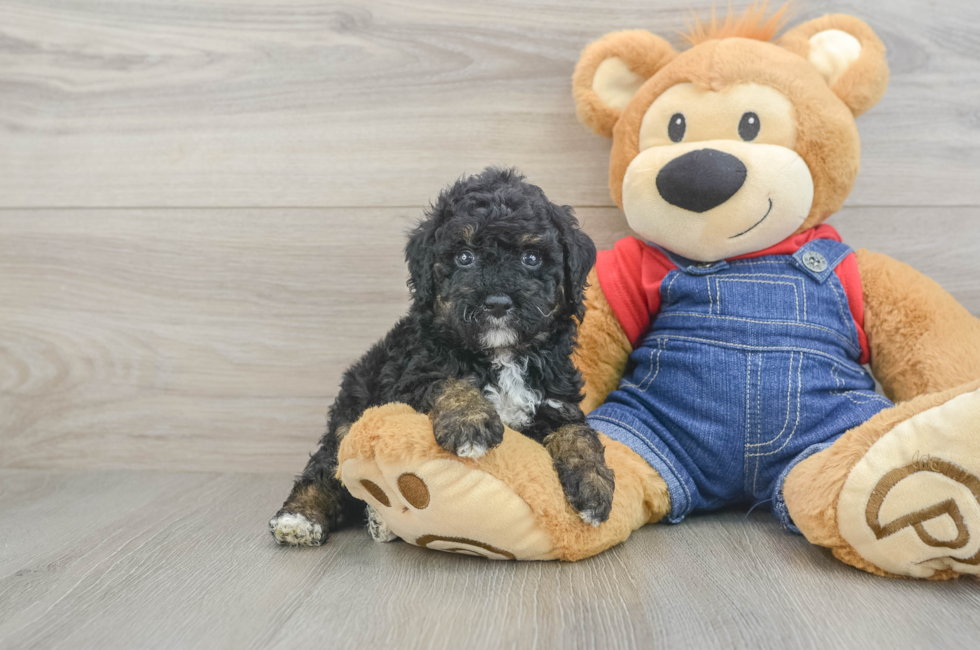 5 week old Poodle Puppy For Sale - Simply Southern Pups