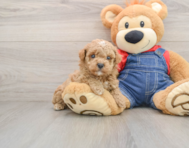 7 week old Poodle Puppy For Sale - Simply Southern Pups