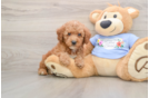 Energetic Pooodle Purebred Puppy
