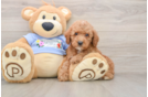 Best Poodle Baby