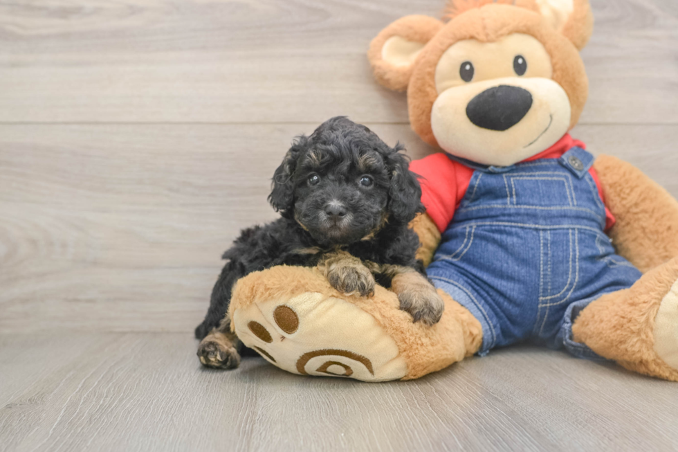 Best Poodle Baby