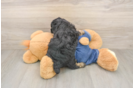 Poodle Puppy for Adoption