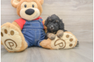 Energetic Pooodle Purebred Puppy