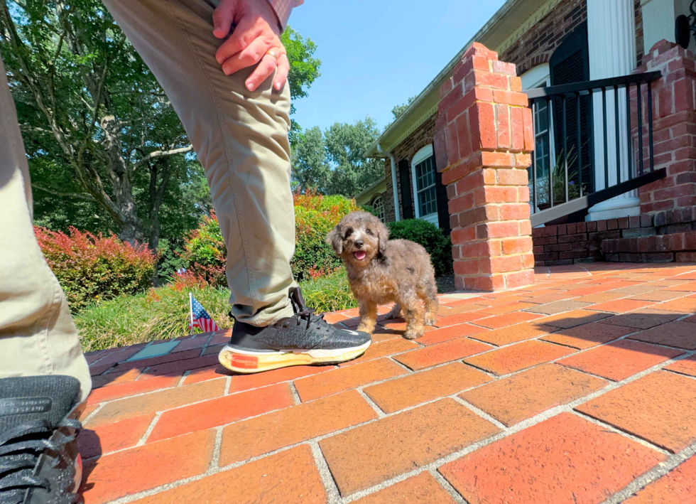 Cute Pooodle Purebred Puppy