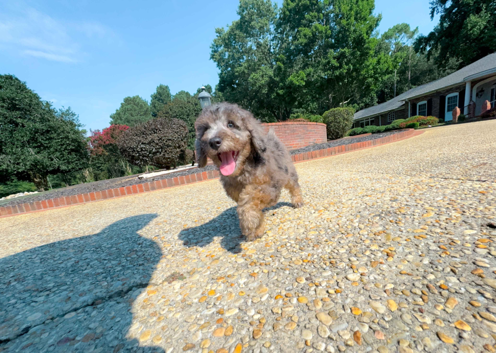 Poodle Pup Being Cute