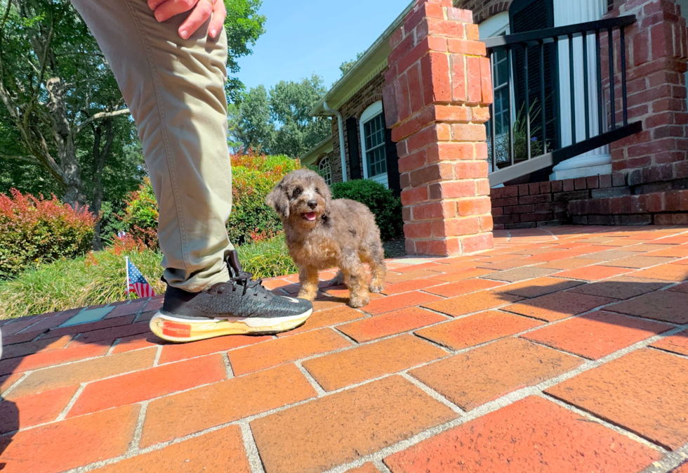 Cute Poodle Purebred Pup