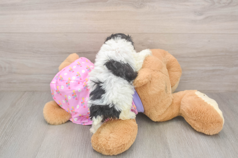 Hypoallergenic Poodle Purebred Pup