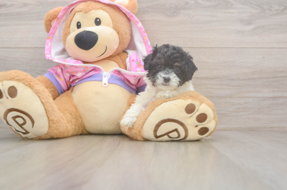 5 week old Poodle Puppy For Sale - Simply Southern Pups