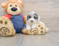 7 week old Poodle Puppy For Sale - Simply Southern Pups