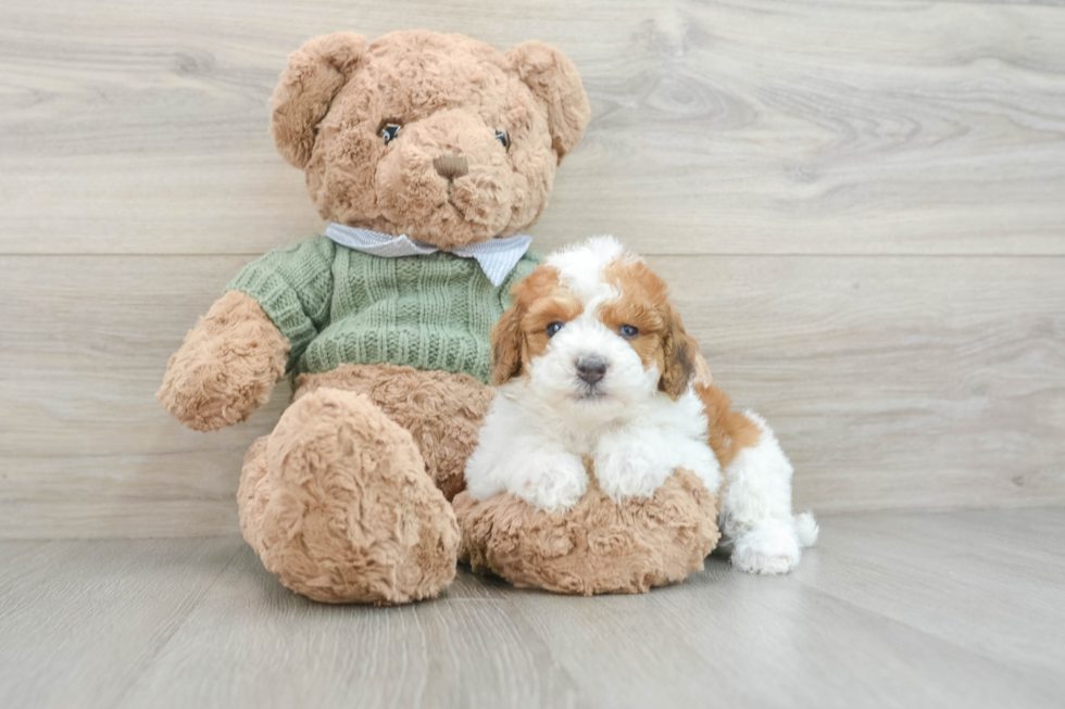 Playful Poodle Baby