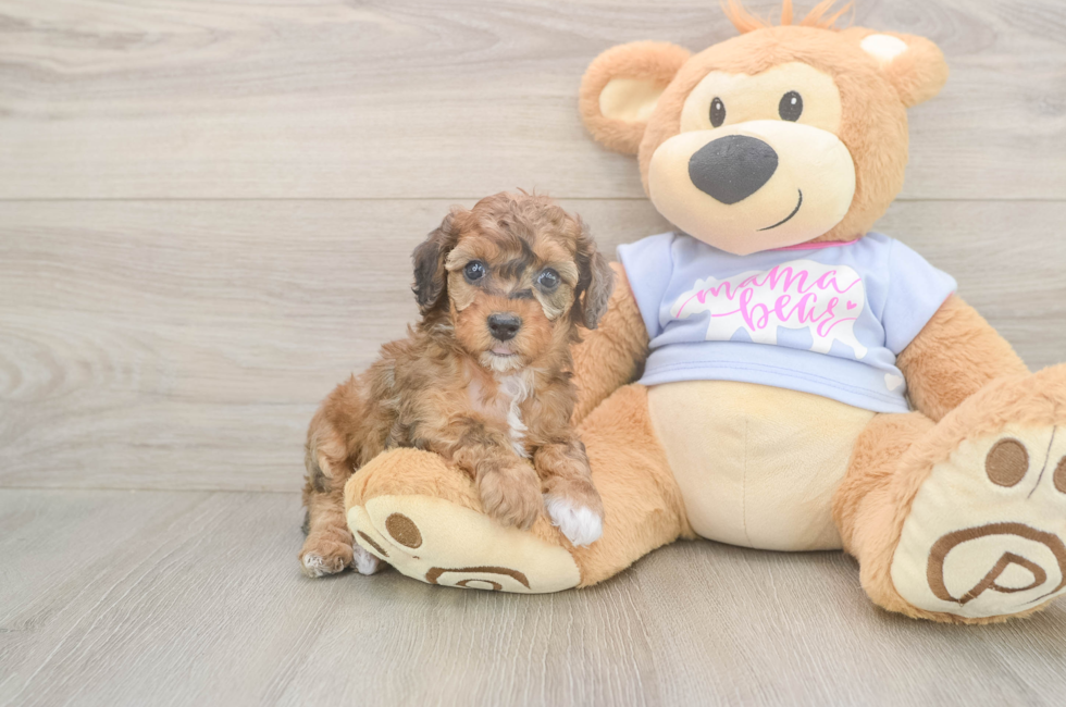 6 week old Poodle Puppy For Sale - Simply Southern Pups