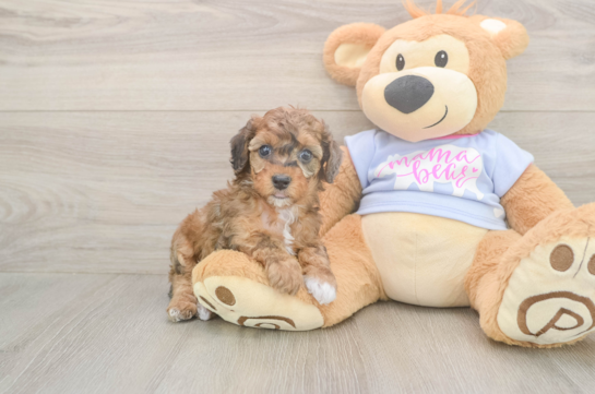 6 week old Poodle Puppy For Sale - Simply Southern Pups Poodle Puppy for Adoption
