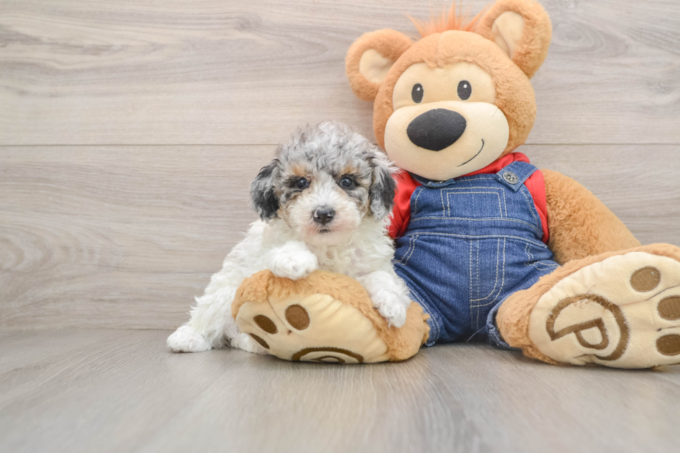 Best Poodle Baby