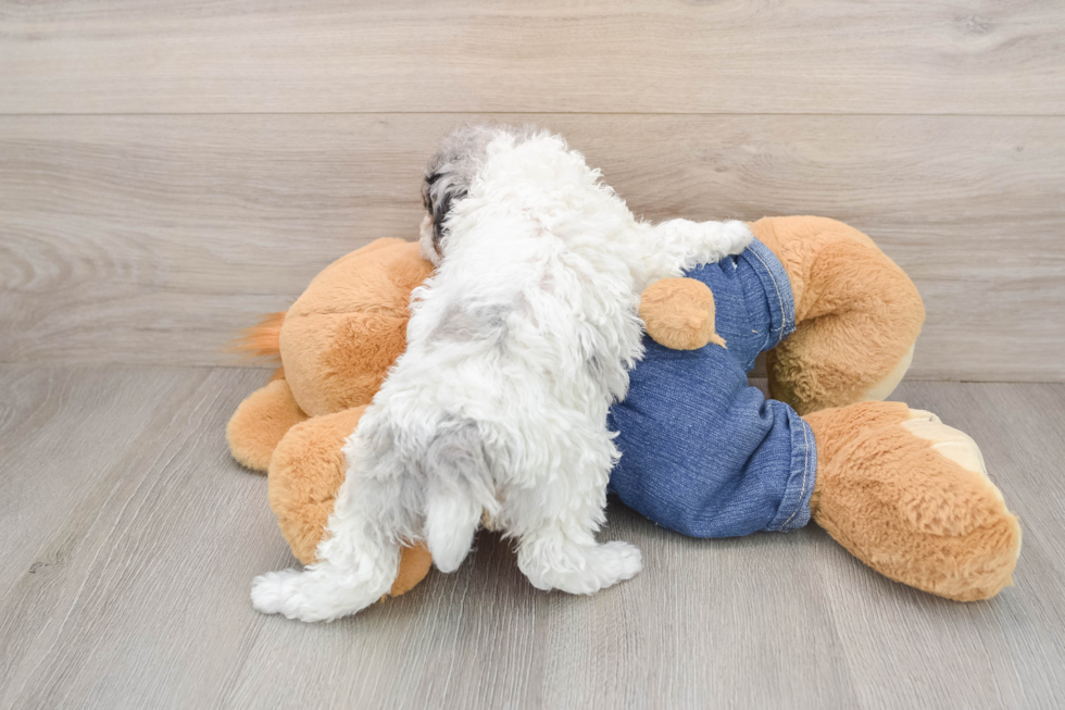 Best Poodle Baby