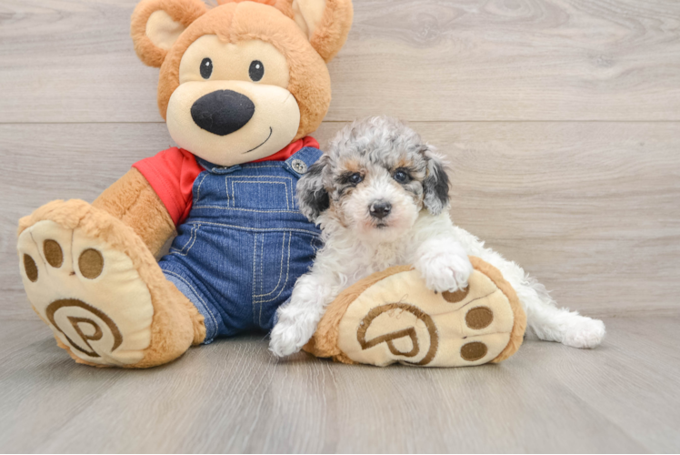 Poodle Pup Being Cute