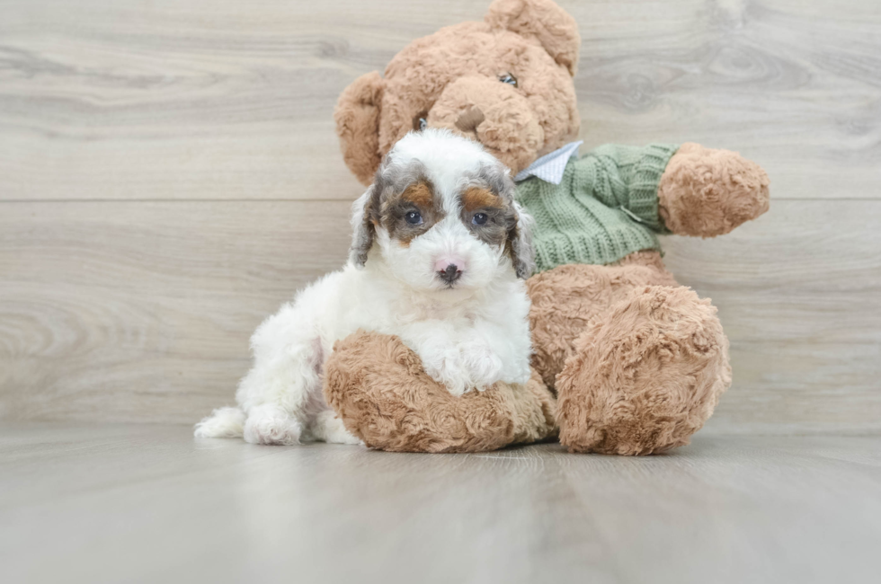 5 week old Poodle Puppy For Sale - Simply Southern Pups