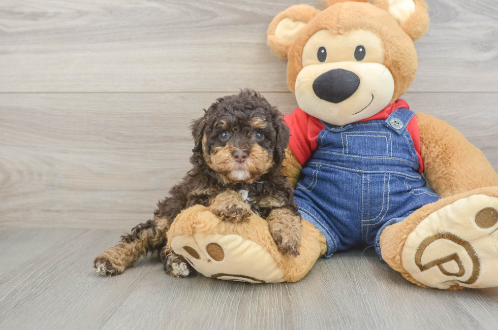 5 week old Poodle Puppy For Sale - Simply Southern Pups