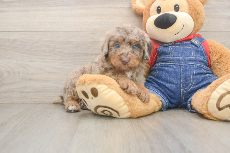 7 week old Poodle Puppy For Sale - Simply Southern Pups