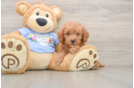 Funny Poodle Purebred Pup