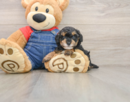 5 week old Poodle Puppy For Sale - Simply Southern Pups