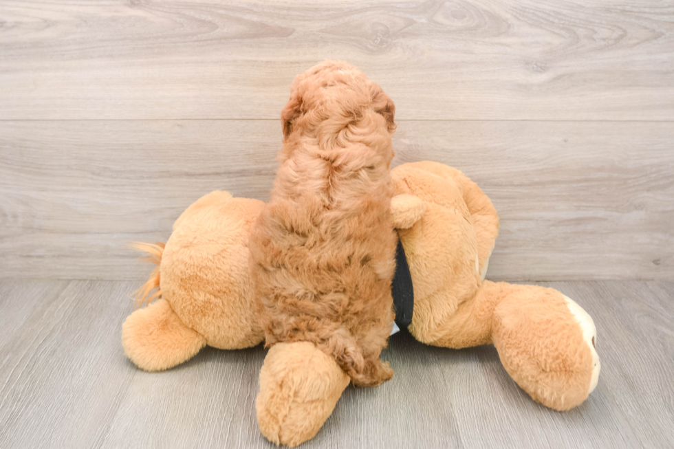 Playful Poodle Purebred Pup