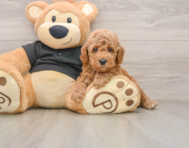 7 week old Poodle Puppy For Sale - Simply Southern Pups