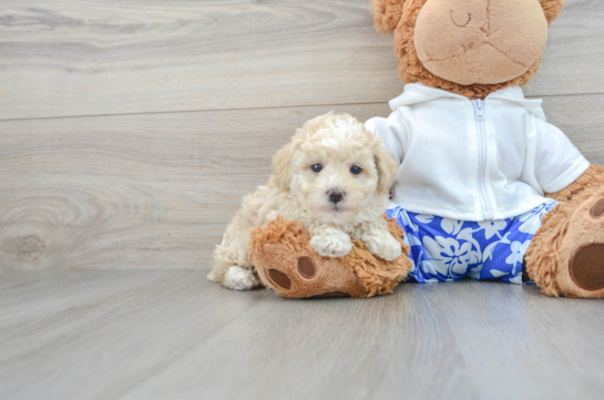 Hypoallergenic Poodle Baby