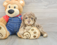 6 week old Poodle Puppy For Sale - Simply Southern Pups