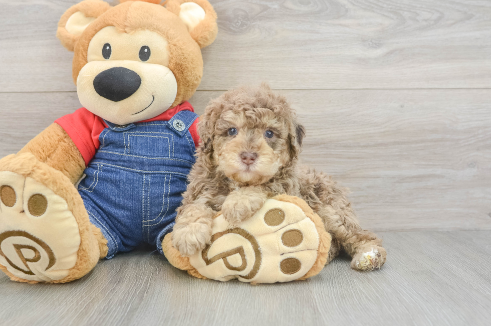 5 week old Poodle Puppy For Sale - Simply Southern Pups